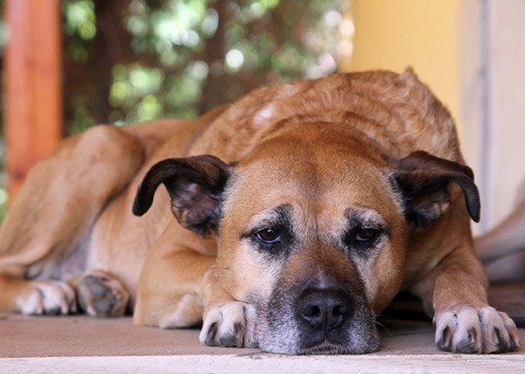 Health Issues in Senior Dogs